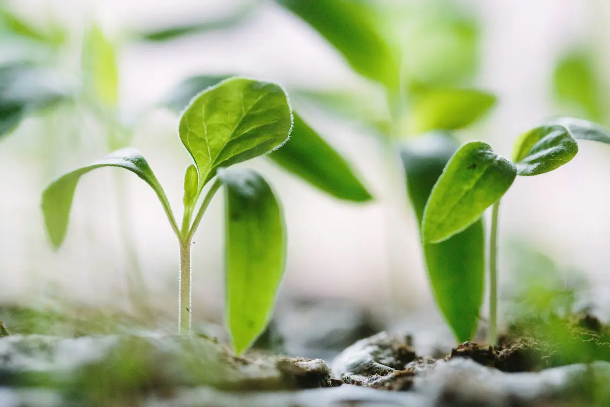 Green seedlings sprouting from the soil